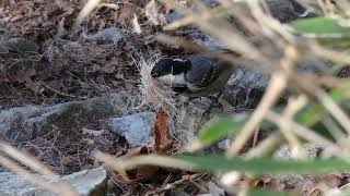 ヒガラの巣材集め　Coal tit　野鳥　wildbirds