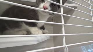 Purrfect Matches:Cat Adoption center TOUR WITH Me