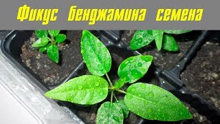 Фикус бенджамина семена