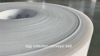 egg collection conveyor belt