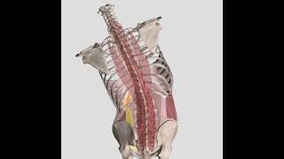 Fryette's 3 Laws of Spinal Motion | 3D | Type 1 \u0026 2 Somatic Dysfunctions #OMM #COMLEX #WeDaBest