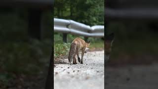 Fox playing on Road | Most Amazing Scene | #shorts #shortvideo #trending #fox #wildlife #nature