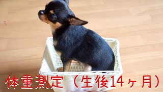 #343 黒豆くんの体重測定（生後14ヶ月）【看板犬チワワ】