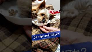 【癖のある食べ方】闘病中です#shorts #ヨークシャーテリア #ヨーキー #犬 #dog #体調不良  #リアクション