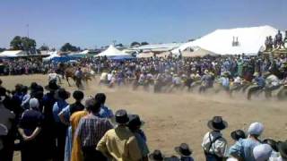 Horses vs 50 people tug of war