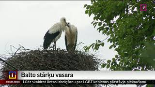 Balto stārķu vasara