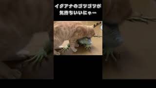 イグアナのゴツゴツが気持ちいいにゃ…