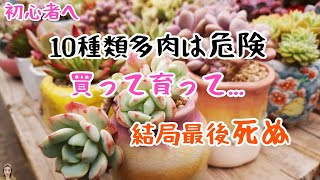 【多肉植物】初心者必見！育てやすいおすすめ多肉best10、育てにくい多肉ランキングTOP８、普及種棚卸し|花子