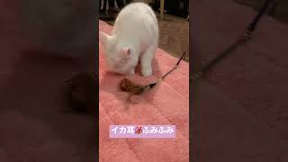 イカ耳しながらふみふみする猫。#shorts