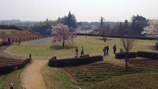 ウェザーリポート動画0329@成田市 さくらの丘公園