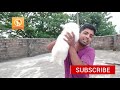 how to check indian spitz pomeranian dog purity with beautiful puppy.