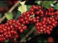 holly berry fruit health benefits