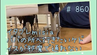 パパのそばに行きたいケド行けないイタグレｍｉｓｉａ(ミーシャ)【生後904日】【うちの子837日目】【イタリアングレーハウンド】【パピーズママ出身】【2021.5.17生まれ】2023.11.6撮影