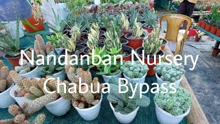 Nandanban Nursery Chabua Bypass