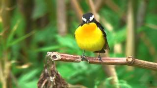 マミジロキビタキ（4）成鳥 - Yellow-rumped Flycatcher - Wild Bird - 野鳥 動画図鑑