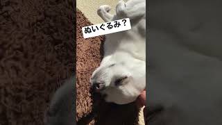 ではありません #shorts #犬のいる暮らし #犬のいる生活