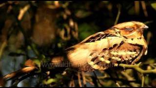 Large-tailed Nightjar in Bharatpur