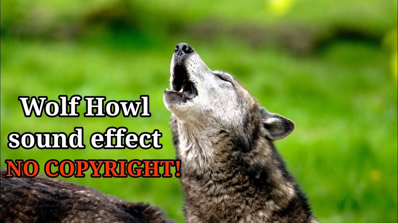 Scary Night Wolf Howling Sound Effect For Video No Copyright - YouTube