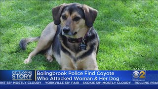 'I Thought We Were Going To Die': Bolingbrook Police Find Coyte Who Attacked Woman And Her Dog