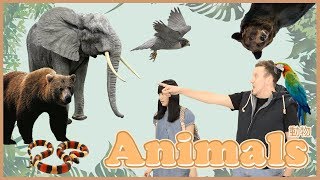 【FunTube看世界】#16 Animals 動物//你最喜歡什麼動物呢?