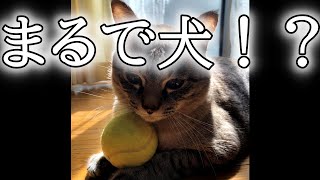 まるで犬！！？？テニスボールを持ってくるねこ【ゆったり】【ある日のやんちゃん〈Ver.12〉】