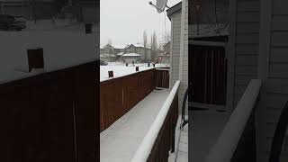 barf bari #canada #winter #snow #shortclips