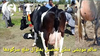 Pure HF cow with 30 litter milk in sargodha