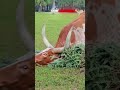 big horns big fun the ultimate christmas cow christmas tree decor farm style