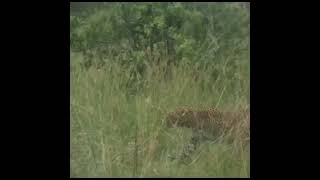 Leopards Mating