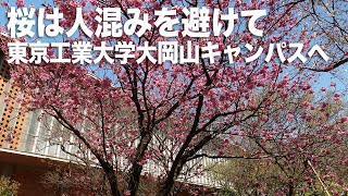 風に吹かれて街歩き　桜は人混みを避けて東京工業大学大岡山キャンパスへ　Sony RX100VII for  vlogging