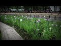 【菖蒲の花が満開でとってもキレイ！】都心から直通になった北綾瀬駅。そのとなり“しょうぶ沼公園”を犬とお散歩【4k】