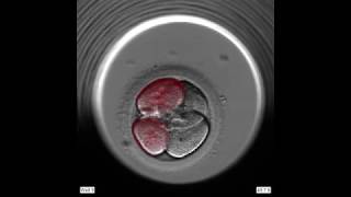 Los embriones son capaces de autorrepararse / Embryos have the ability to remove the anomalous cells