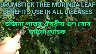 Moringa Leaf Benefits চজিনা পাতৰ ঔষধীয় গুণ বোৰ জানো আহক Drumstick Tree Leaf Use In All Disease