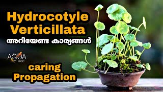 Hydrocotyle verticillata | pennywort | how to grow and propagate pennywort | @aquamagicvlog | EP#62