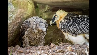 Auswilderung Bartgeier - International cooperation on the reintroduction of bearded vultures