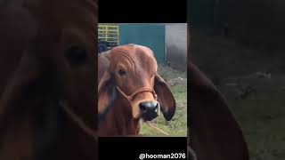 Cute Animals - Judgment cow is Judging you!