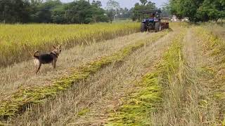 சோள தட்டு அறுவடை இயந்திரம்/vivasayam/விவசாயம்/மானாவாரி விளைச்சல்/tamilmathi00Clicks