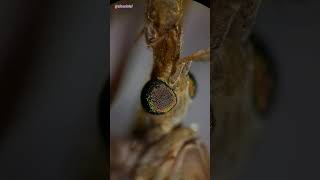 Crane Fly Lays Eggs Under Microscope (7x-45x)