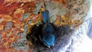 Tickell's blue flycatcher Nesting/ tickells blue flycatcher