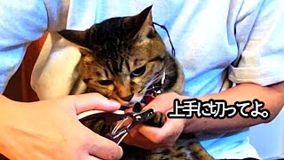 不器用な飼主の爪切り・・【２本足の癒し猫 あいちゃん】No.768