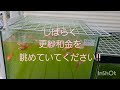 ベランダの金魚飼育場@すが太郎　　sugataro s goldfish farm on the balcony