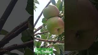 #Apple#Kodaikanal#Kodai#Trekking#Travel#applefarm