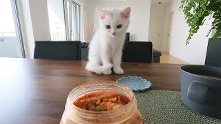 I tried to see how the kitten would react to the smell of natto and kimchi for the first time.