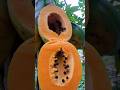 beautiful natural papaya fruite tree cutting skill 2024||#trending #papayafruit#shortsvideo#short🍋🍋🤪