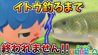 【あつ森】幻の魚イトウを釣れるまで終われません!!【あつまれどうぶつの森生放送】