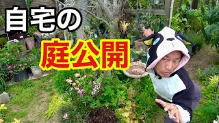 春真っ盛り現在の庭を公開します　　【園芸超人カーメン君】