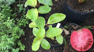 Red African Peach Tree Update Nauclea Latifolia