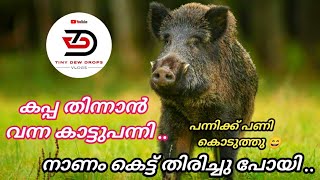 കാട്ടുപന്നിക്ക്  പണി കൊടുത്തു Solution for wild boars | കാട്ടുപന്നിയെ ഓടിക്കാം | Protect crops..