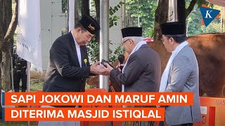 Momen Wapres Ma'ruf Amin Serahkan Sapi Kurban Miliknya dan Jokowi ke Istiqlal