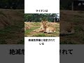 ライオンの雑学 雑学 動物好き ライオン lion animals shorts